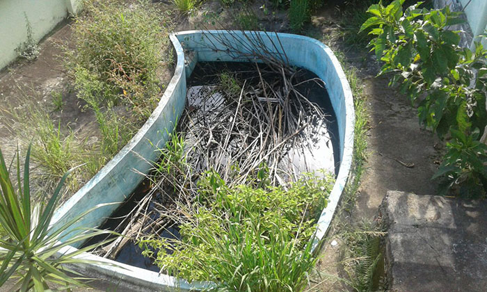 Moradores pedem providências urgentes para evitar proliferação de mosquito (Foto do leitor Fábio barros)