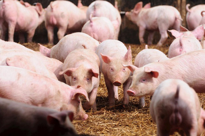 UFV obtém nos Estados Unidos patente de vacina para imunizar suínos 1 porcos